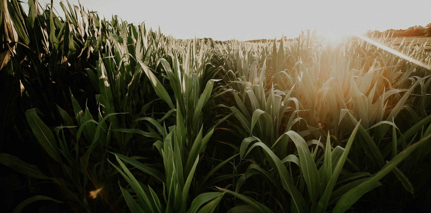 Corn Field