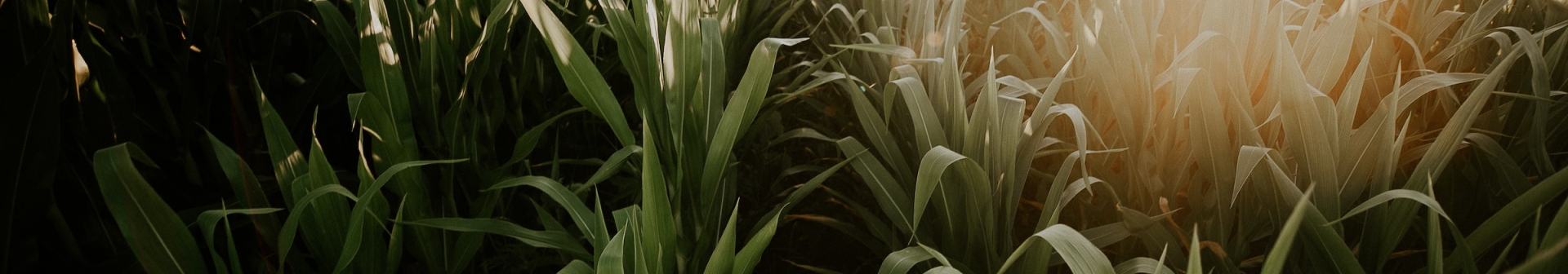 Corn Field