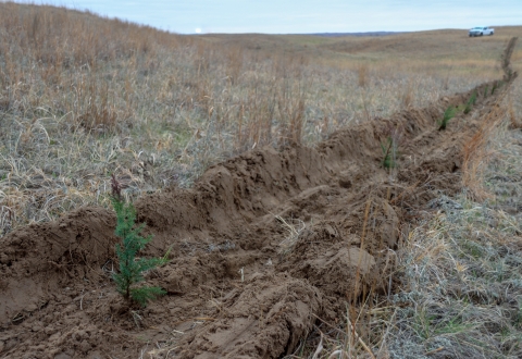 Tree Planting