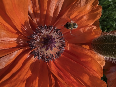 Bee on Poppy