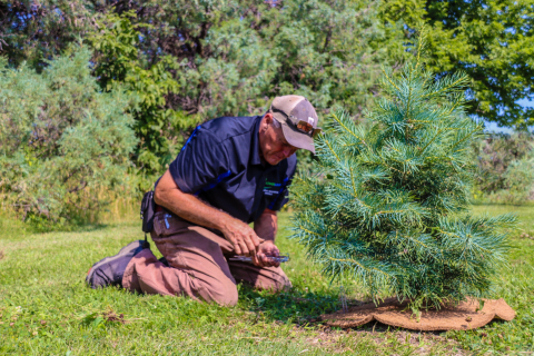 Phil Hill placing coconut mat
