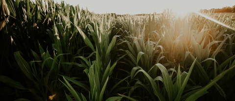 Corn Field