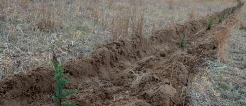 Tree Planting