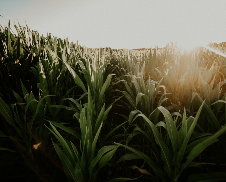 Corn Field